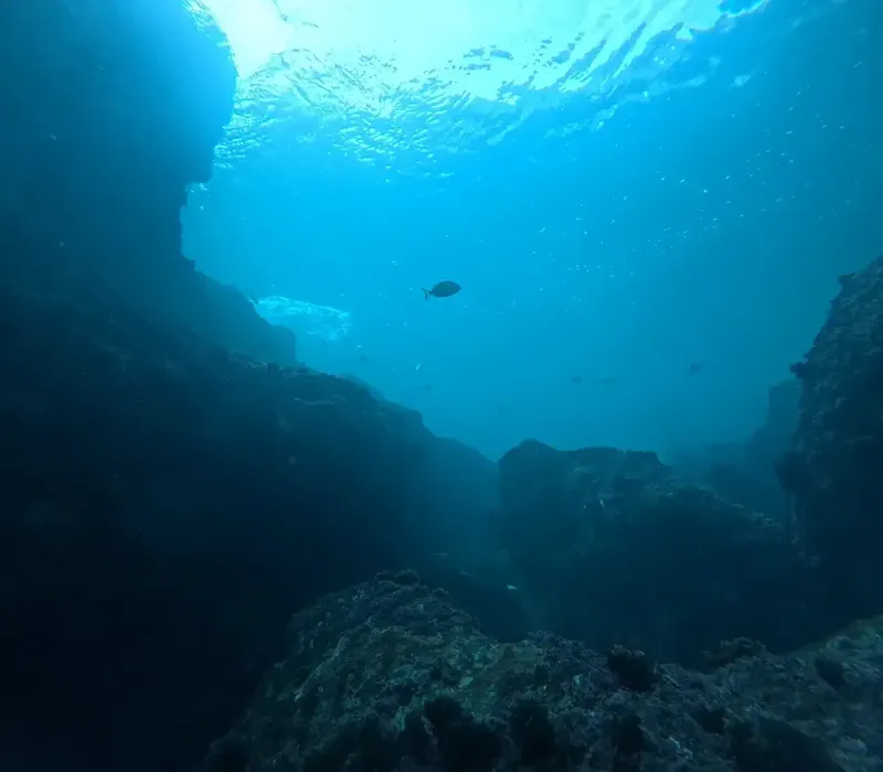 Vue sous-marine d'une paroi rocheuse avec un poisson solitaire