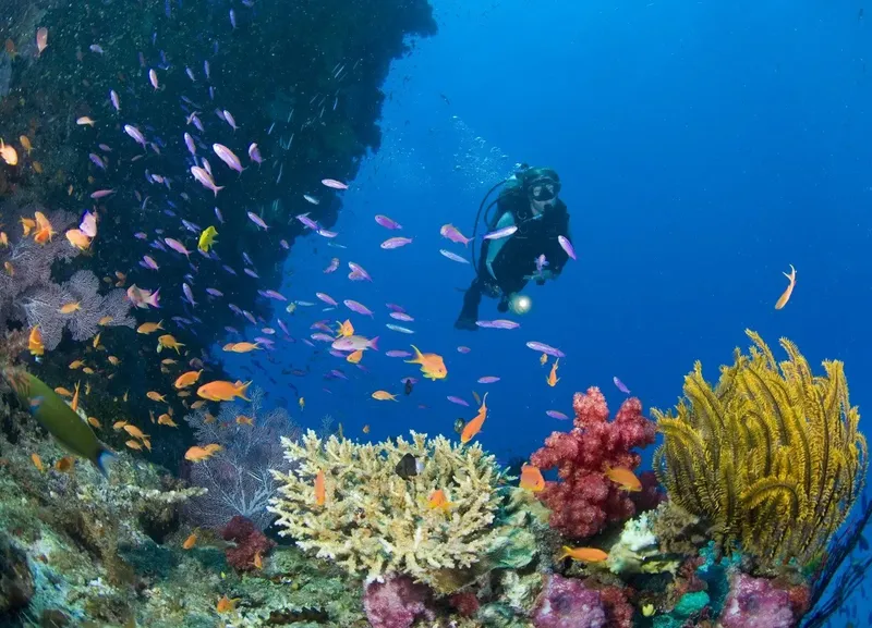 Plongeur explore un récif corallien coloré entouré de poissons tropicaux