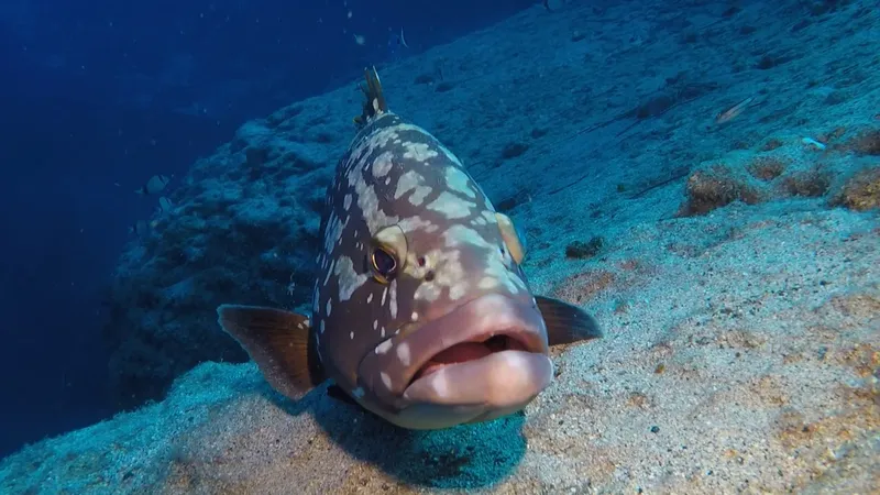 Gros mérou tacheté, regardant la caméra, sur fond sablonneux et rocheux