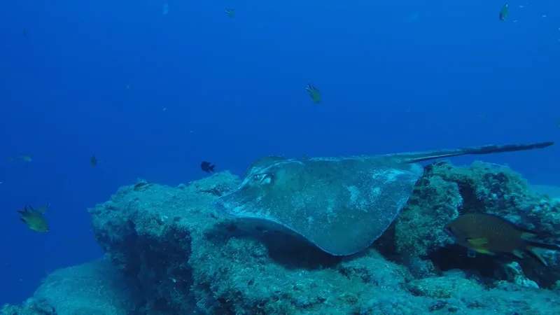 Raie manta nageant au-dessus d'un récifal corallien bleu profond