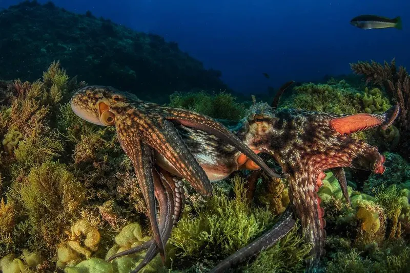 Pieuvre se camouflant sur un fond rocheux et corallien en mer