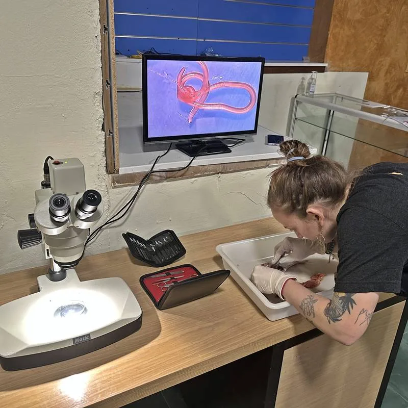 Une personne examine un spécimen marin avec un microscope et un écran