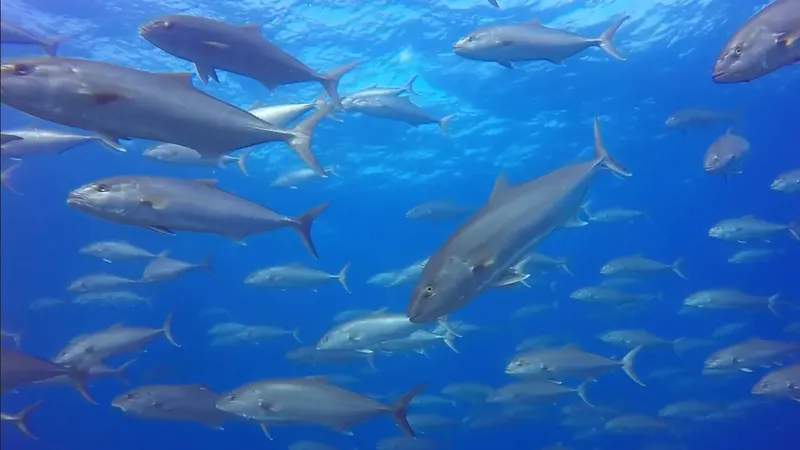 Banc de carangues argentées nageant dans une eau bleue claire