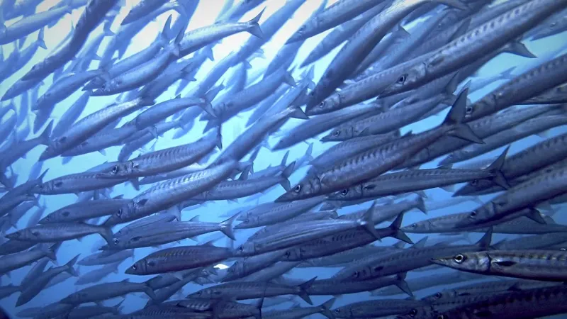 Banc de poissons allongés nageant en formation dans l'eau bleue