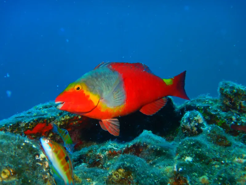 Poisson perroquet rouge et jaune nageant près d'un récif corallien