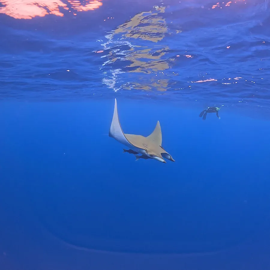 Raie manta nageant en eau bleue, lumière du soleil filtrant à la surface
