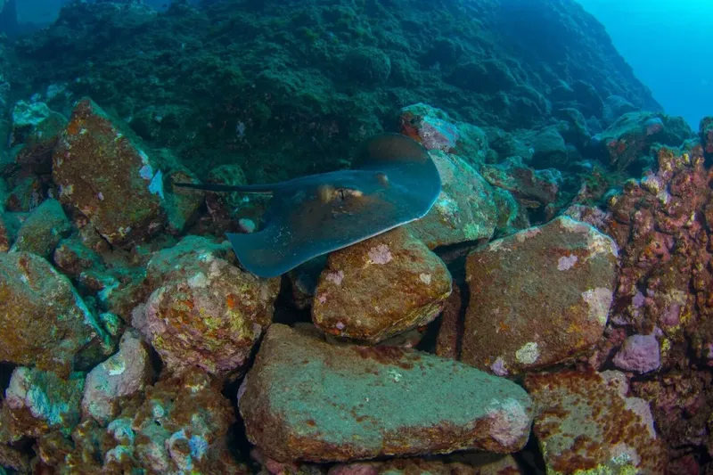Raie manta nageant au-dessus d'un fond rocheux corallien sous-marin