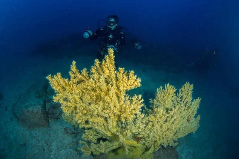 Plongeur explorant un récif corallien jaune en profondeur