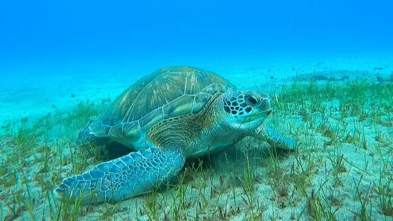 Tortue marine nageant paisiblement dans un environnement sous-marin bleu clair