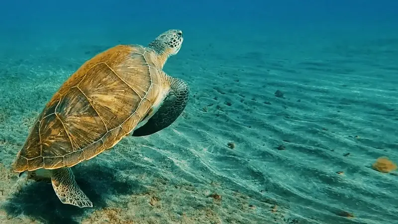 Tortue marine nageant paisiblement au-dessus d'un fond sableux clair
