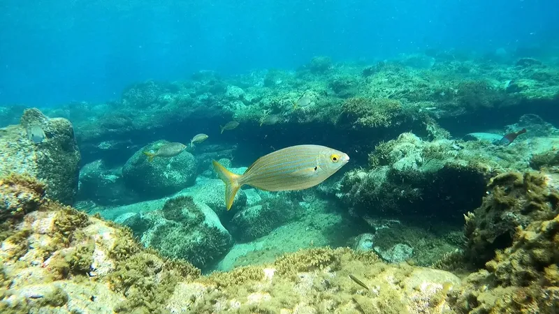 Poissons tropicaux nageant au milieu des rochers et des coraux