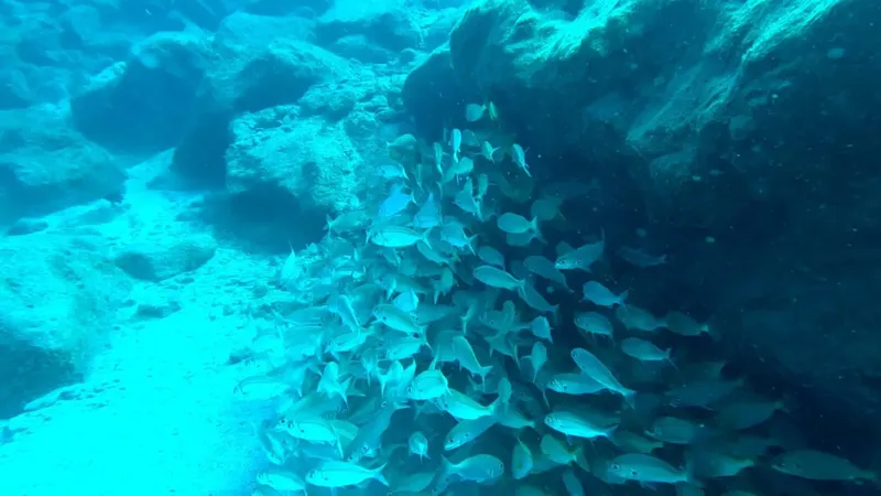 Banc de poissons argentés nageant près d'une paroi rocheuse sous-marine