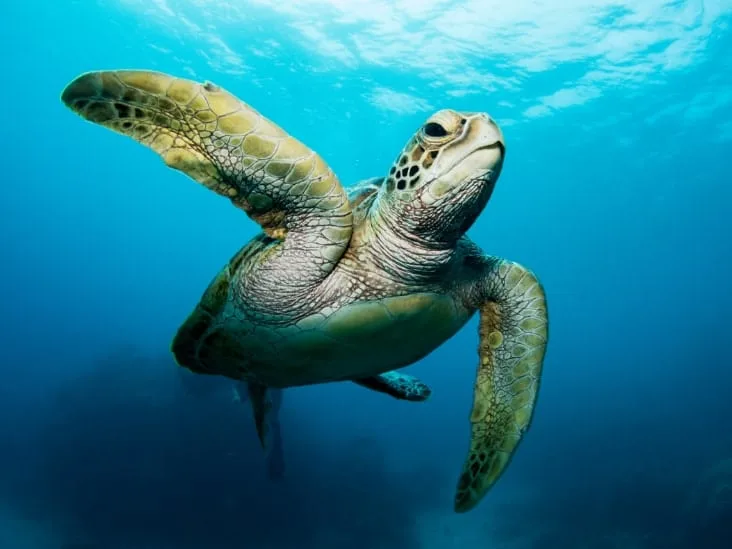 Tortue marine nageant paisiblement dans une eau bleue claire