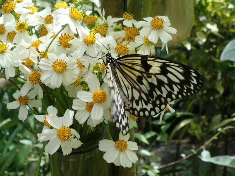 Papillon rayé noir et blanc posé sur des fleurs blanches et jaunes