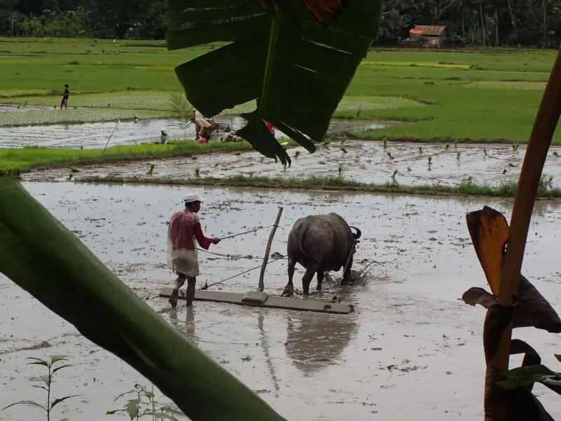 Un agriculteur conduit un buffle de mer dans un champ de riz