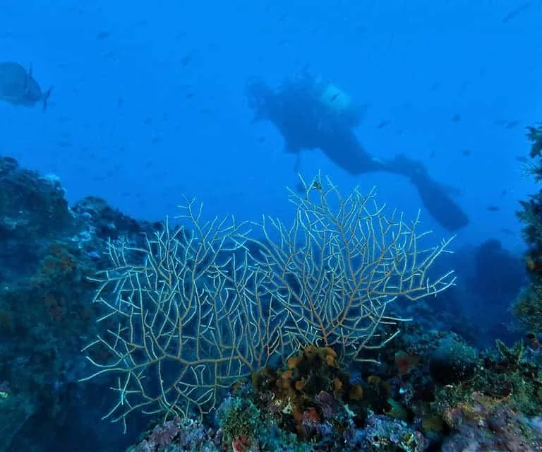 Plongeur explorant un récif corallien bleu avec des poissons