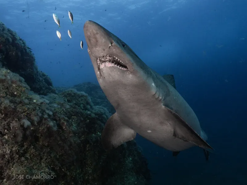 Grand requin blanc nageant avec des poissons dans l'océan bleu