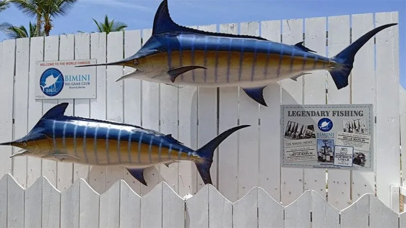 Deux marlins taxidermies fixés sur une clôture blanche avec des affiches