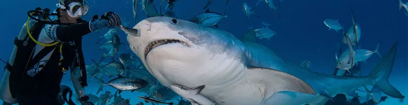 Plongeur face à un grand requin blanc entouré de poissons