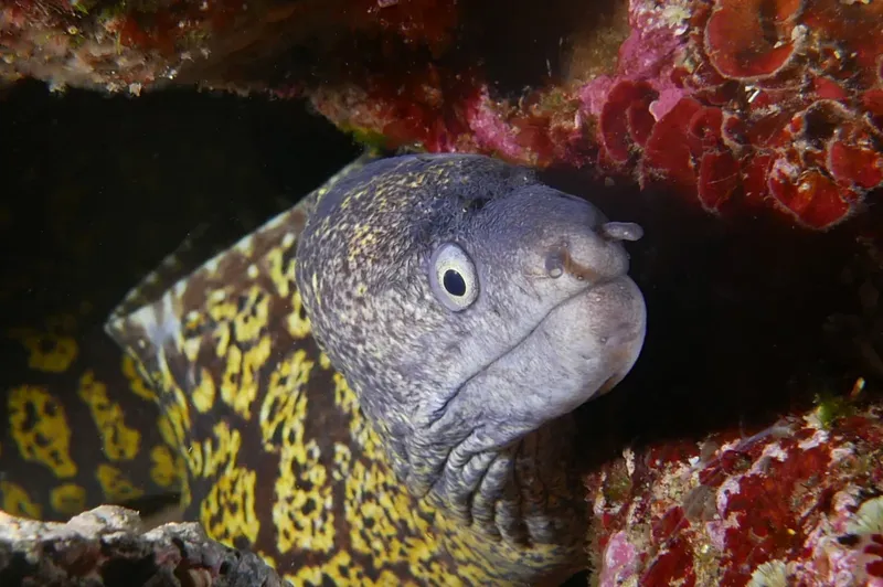 Murène à motifs jaunes et noirs observant la caméra sous-marine