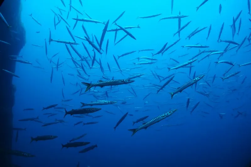 Banc de poissons-aiguilles nageant dans l'eau bleue, scène sous-marine