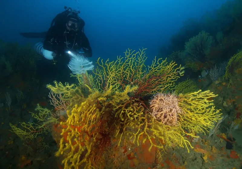Plongeur explorant un récif corallien coloré avec des gorgones jaunes