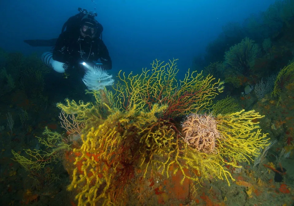 Anemone Diving Center