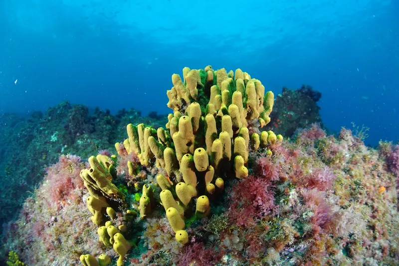 Éponge jaune et corail rose en milieu marin sous-marin