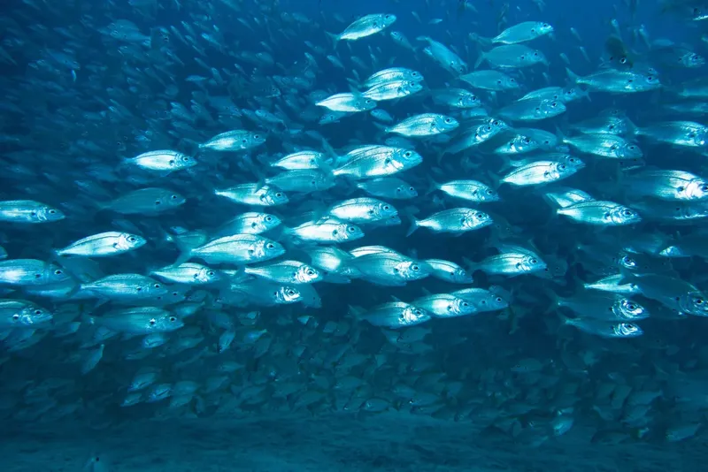 Un banc de poissons argentés nage dans l'eau bleue claire