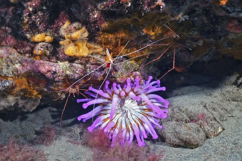 Crevette sur anémone de mer colorée, fond rocheux et sableux