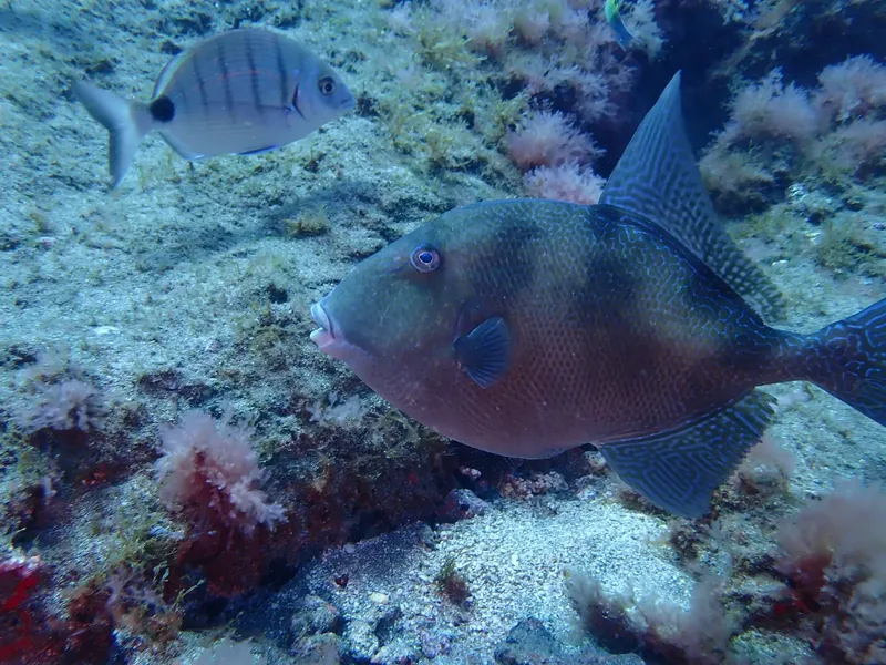 Deux poissons gris nagent au milieu d'algues et de rochers sous-marins