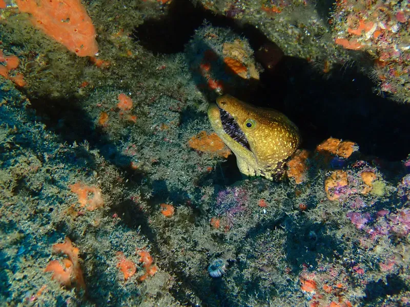 Muraille rocheuse colorée avec une murène observant son environnement marin