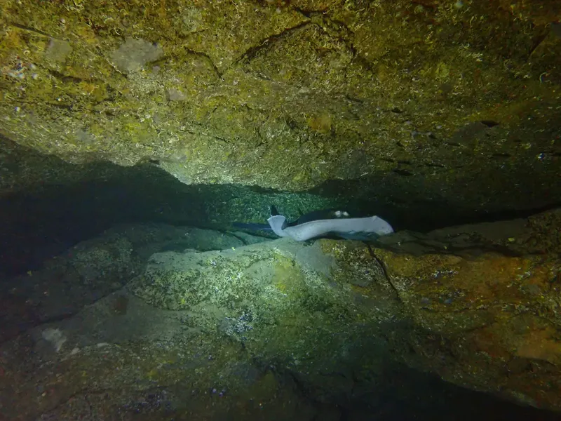 Murène dans une grotte sous-marine, lumière artificielle, roche et sable