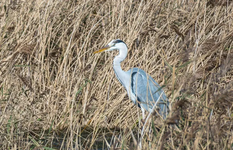 Grand héron gris debout dans les roseaux, regardant vers l'avant