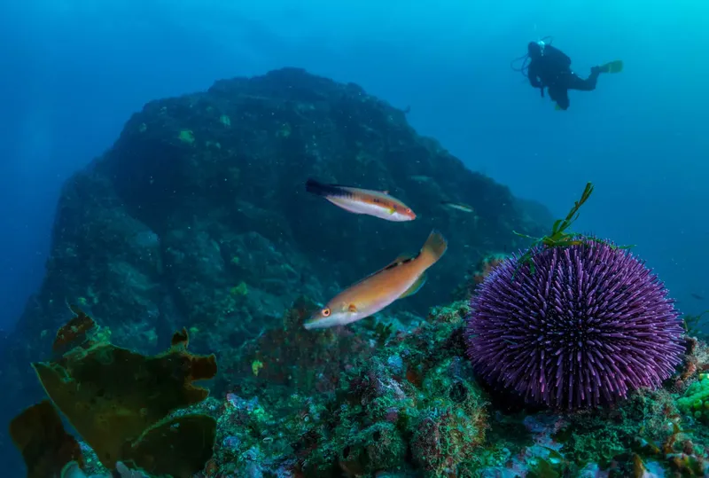 Poissons et oursins vifs nagent autour d'une roche sous-marine