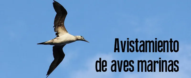 Oiseau marin en vol, ciel bleu, texte en espagnol sur l'observation
