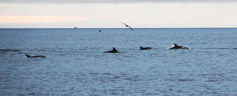Dauphins nageant en mer avec des oiseaux au-dessus de l'eau