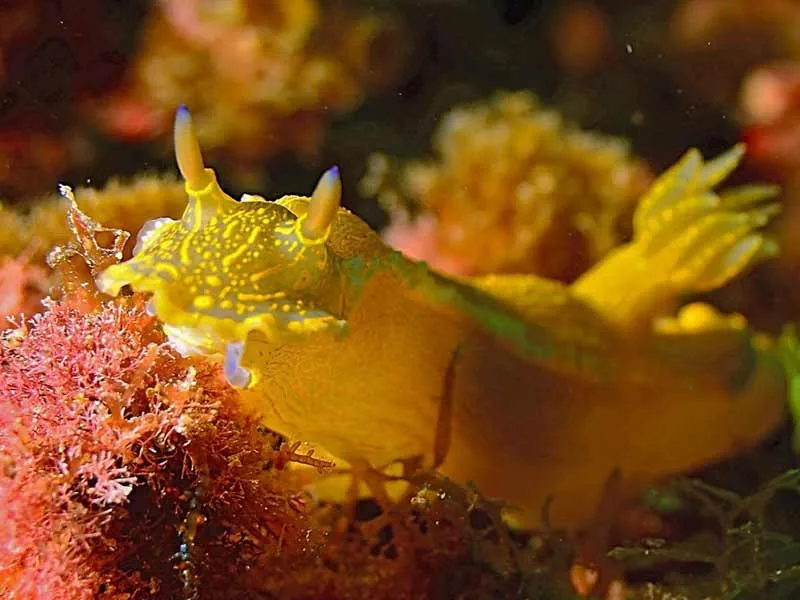 Nudibranche jaune et bleue sur corail rouge, photographie sous-marine