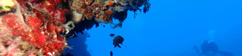 Epave colonisée par des coraux et quelques poissons tropicaux bleus