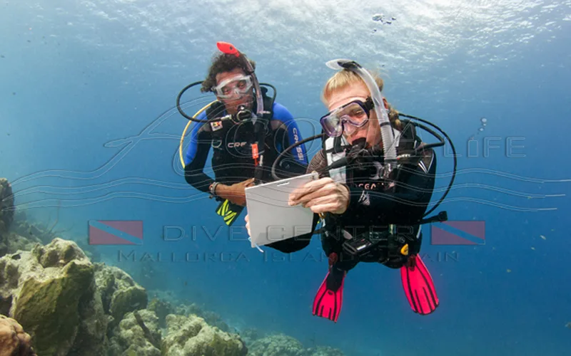 Deux plongeurs examinent une tablette numérique sous l'eau en mer