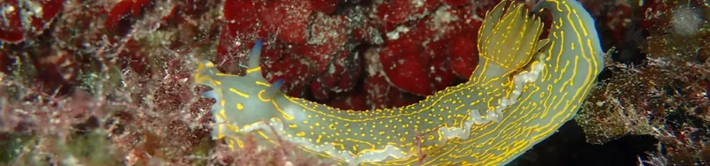 Nudibranche jaune et bleue sur fond corallien rouge en milieu marin