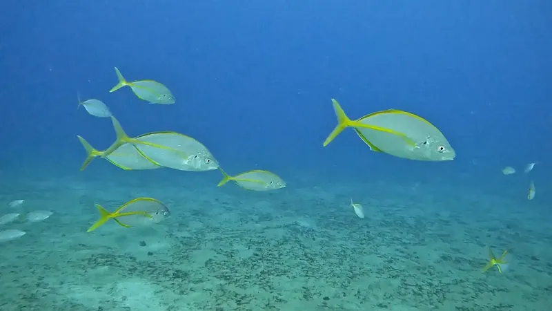 Banc de carangues jaunes nageant dans une eau bleue claire