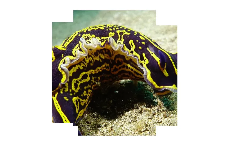 Nudibranche colorée sur le fond marin, macro photographie sous-marine