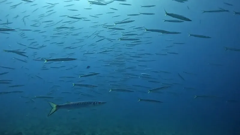 Banc de poissons argentés et un grand poisson barracuda en mer