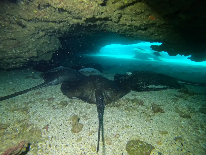 Raies manta sous un surplomb rocheux, lumière filtrant à travers l'eau