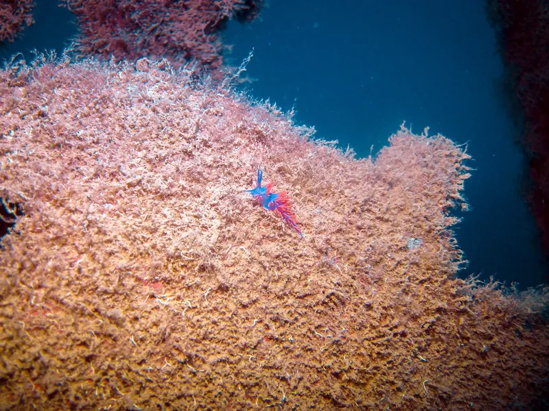 Nudibranche colorée sur un corail rose en milieu marin