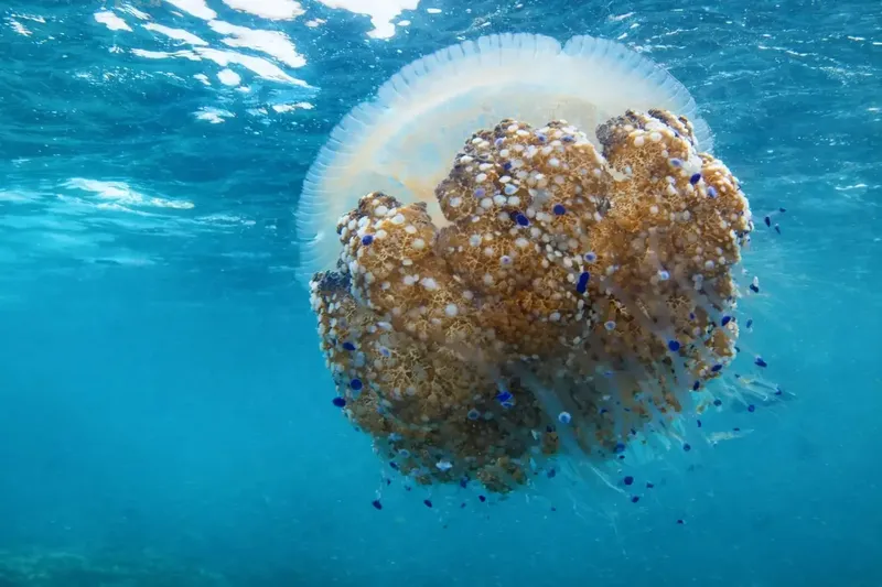 Méduse phacélie en pleine eau bleue, tentacules visibles