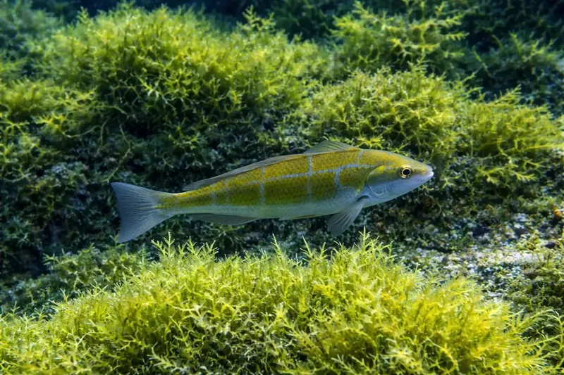 Un poisson jaune et gris nage parmi des algues vertes sous-marines