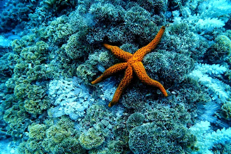Etoile de mer orange sur un récif corallien bleu et coloré
