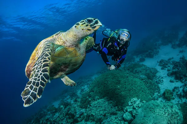 Plongeur face à face avec une tortue marine dans l'océan